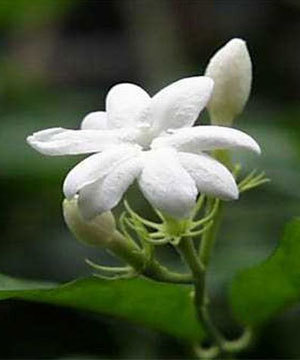 Yaz aylarında serinleten yiyecek ve içecekler 