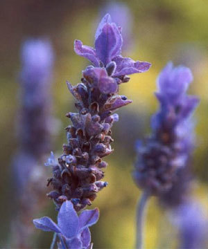 Yaz aylarında serinleten yiyecek ve içecekler 