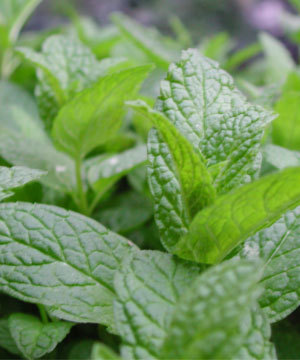 Yaz aylarında serinleten yiyecek ve içecekler 